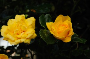 Yellow Rose Bud III_DSC6870