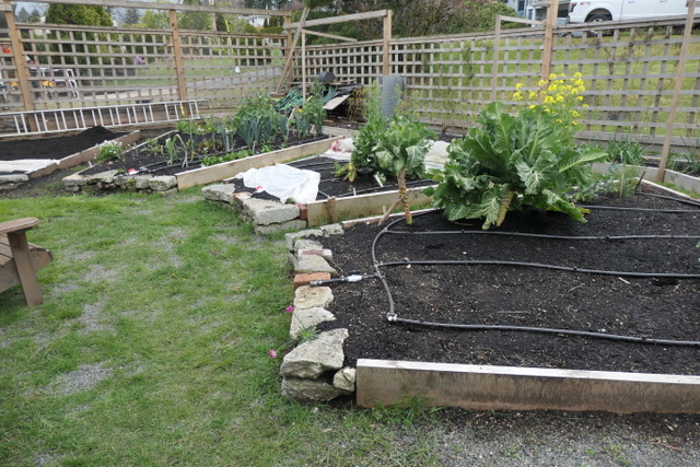 2023-4-21- New Vegetable beds at Cadwaladr Residence - RTS photo